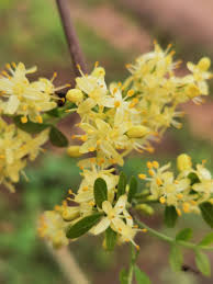 Image result for Ptaeroxylon obliquum