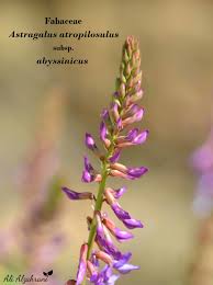 Image result for Astragalus atropilosulus