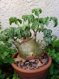 Image result for Cyphostemma congestum