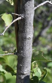 Image result for Combretum collinum