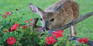 Maybe you would like to learn more about one of these? Do Deer Eat Flowers Like Roses Sunflowers Marigold Etc