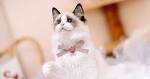105 Popular Names For Ragdoll Cats | Cat Mania