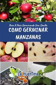 Como germinar una semilla de granada en casa y tener un granado , de manera facil con su propio fruto comprado explicado paso a paso en maceta o huerto. Pin De Fatima Pereira Em Coisas Quead En Como Germinar Manzanas Planta De Manzana Como Sembrar Manzanas Jardin De Productos Comestibles