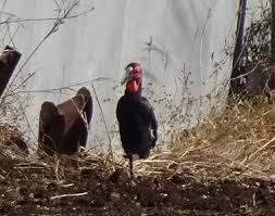 ムフィオーレ寮 twisted from 『白雪姫』 イグニハイド寮 twisted from 『ヘラクレス』 ディアソムニア寮 twisted from 『眠れる森の美女』. V3cpzvoqz Hlwm