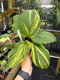 Image result for Vangueria sp.