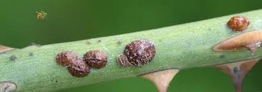 Image result for puklice švestková obrázek