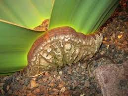 Image result for Welwitschiella