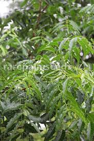 Siamensis , was recognized by valerton, but no infraspecific taxa are recognized in the most recent treatment of the. Azadirachta Indica Neem Tree Buy Seeds At Rarepalmseeds Com
