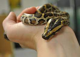Baby Burmese Python Baby Reptile Burmese Python Cute Snake