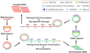 A Novel Isothermal Method Using Rolling Circle Reverse Transcription For Accurate Amplification Of Small Rna Sequences Sciencedirect