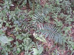 Image result for Asplenium ceii