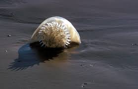 Check spelling or type a new query. Cabbage Head Jellyfish On Beach
