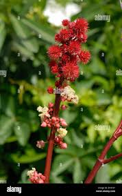 Image result for Ricinus communis