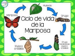 Pin En Ciclo De La Vida