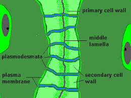 Middle lamella is the cementing layer between the primary walls of the adjacent cells. Middle Lamella Partycelly