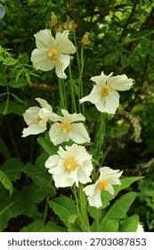 Image result for Meconopsis betonicifolia alba