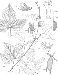 Image result for Rhynchosia elegans