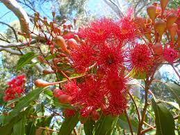 For striking architectural plants, you can't go past gymea lilies and grass trees, with their amazing blackened trunks. Angus S Top Ten Small Australian Trees Gardening With Angus