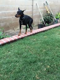 Pin By Maria Hill Hamilton On Dexter Tesla My Doberman Pinschers Doberman Doberman Pinscher Dogs