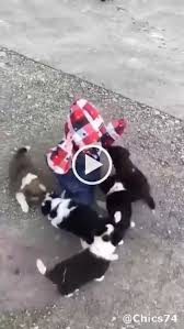 Come On Don T Be Mad At Me Funny Videos Funny Pictures With Images Funny Animal Videos Pets Angry Dog