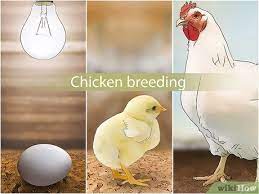 How To Start A Chicken Farm Business (With Pictures) - Wikihow