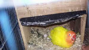 38+ cara membuat kandang burung lovebird dari kayu. Cara Ternak Lovebird Agar Cepat Bertelur Terbukti Ampuh