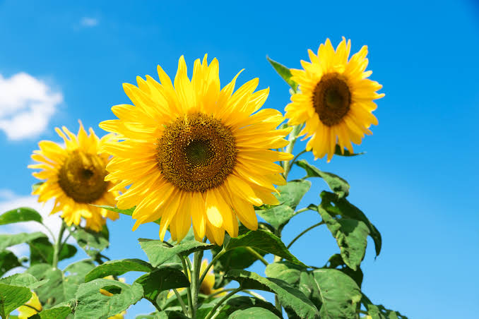 フリー写真] 夏空とひまわりの花 | パブリックドメインQ：著作権フリー画像素材集