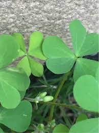 The genus name for wood sorrel is oxalis. Plant Identification Wild Sorrel Or Clover Gardening Landscaping Stack Exchange