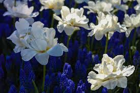 Tulpen aus holland sind auf der ganzen welt bekannt. Fruhlingszauber Tipps Zur Tulpenblute In Holland Paradise Found De
