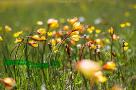 Fiori gialli primaverili spontanei : Il Miracolo Dei Fiori Spontanei