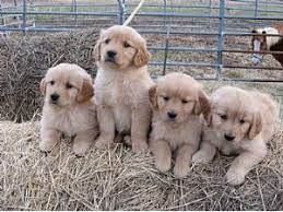 Golden retrievers are among america's most popular breeds. Golden Retriever Puppies In Minnesota