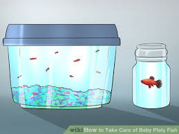 How To Take Care Of Baby Platy Fish Platy Fish Betta Fish Care Fish Breeding
