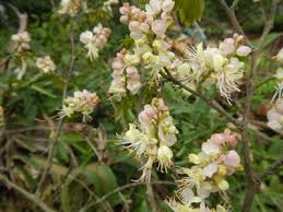 Image result for Micklethwaitia