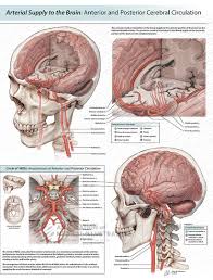 Image result for Posterior Circulation