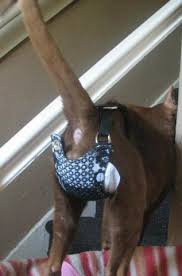 See why some cats need diapers, how to put and keep them on, and get tips diapers can also keep a cat who has a persistent marking/spraying problem from damaging your walls which aids in behavioral modification by eliminating traces of the. Keeping A Stud Cat Happy Siamese Cat Breeder