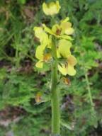 Image result for Alectra sessiliflora