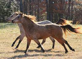Can Wild Horses Be Tamed Here S What You Need To Know Pet Keen