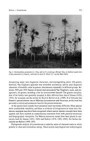 Image result for Plicosepalus amplexicaulis
