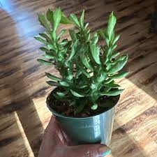 Image result for Monadenium crenatum