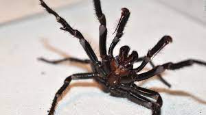 (agelenidae) funnel web spiders use their webs as both a trap and a hideout, complete with a front entrance for prey and a back door in case the spider needs to make a quick exit. Australians Warned To Watch Out For Deadly Funnel Web Spiders Cnn Video