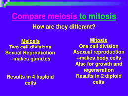 To get started finding chapter 11 section 11 4 meiosis answer key rklein , you are right to find our website which has a comprehensive collection of manuals listed. Ppt Meiosis Formation Of Gametes Powerpoint Presentation Free Download Id 711226