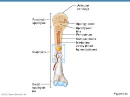 In other terms, they are the cortical bones; Anatomy Skeleton Diagrams Ppt Video Online Download