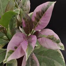 Image result for Solandra maxima