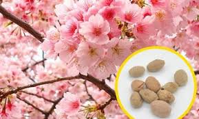 Jenis jenis bunga sakura di indonesia. Cara Menanam Bunga Sakura Di Indonesia