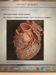 Solved Han 202 01 Spring 2019 Course Home Cardiovascular Chegg Com