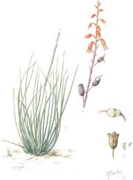 Image result for Stemodiopsis buchananii