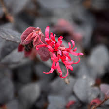 Commission wip for blaze the dark angel. Cherry Blast Fringeflower Loropetalum Chinense Cherry Blast In Lafayette Louisiana La At All Seasons Nursery