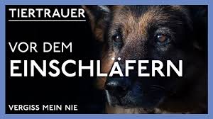 Die vorstellung, dass der hund sanft und friedlich zuhause einschläft haben fast alle hundebesitzer. Hund Einschlafern Wurdevoll Verabschieden Tractive