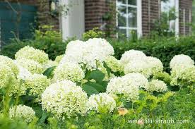 Das Beste Pflanzkonzept Fur Faule Gartner Tipps Fur Einen Pflegeleichten Garten Lilli Straub Den Traumgart In 2020 Pflegeleichter Garten Garten Bepflanzen Garten