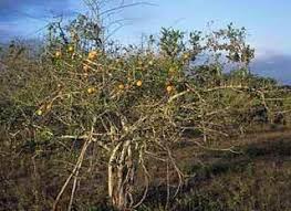 Image result for Strychnos madagascariensis